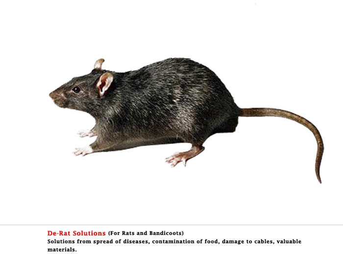 rat